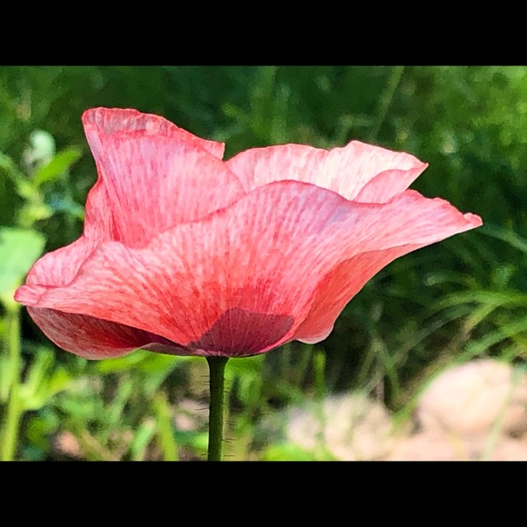 Meet your Posher, Rachael - Picture 1 of 1